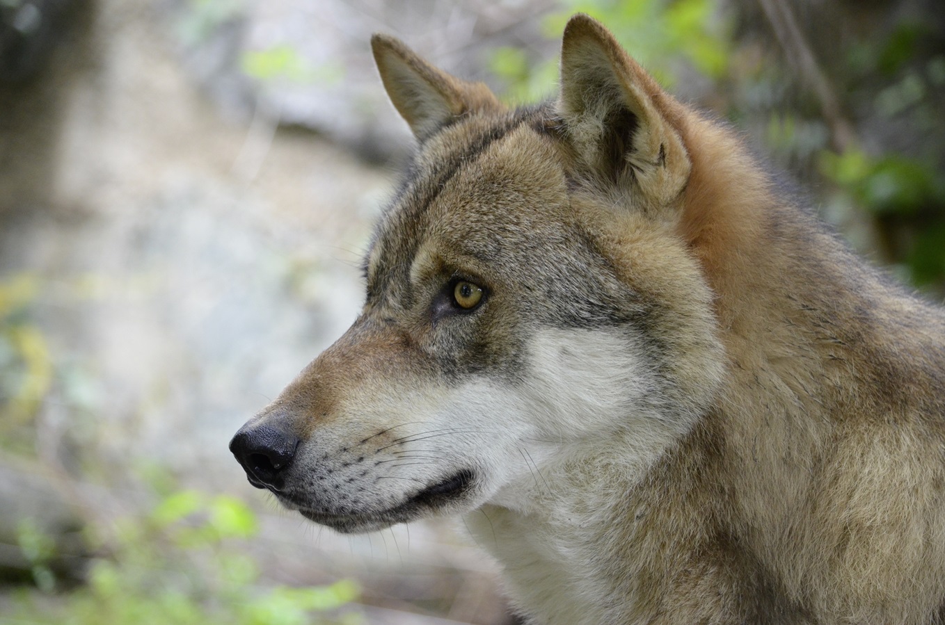 Pixabay_Wolf_Kopf_Andrea_Bohl.jpg desc